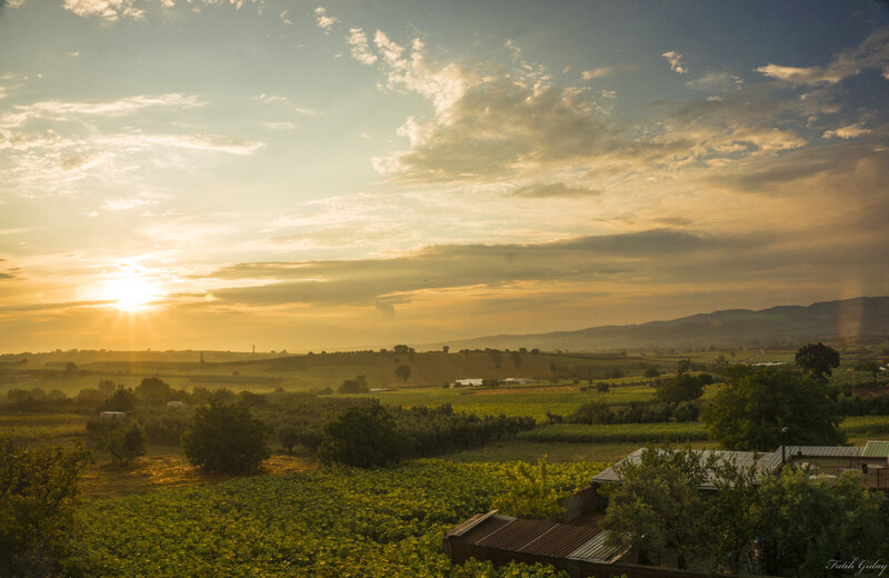 Sunset over Vineyards