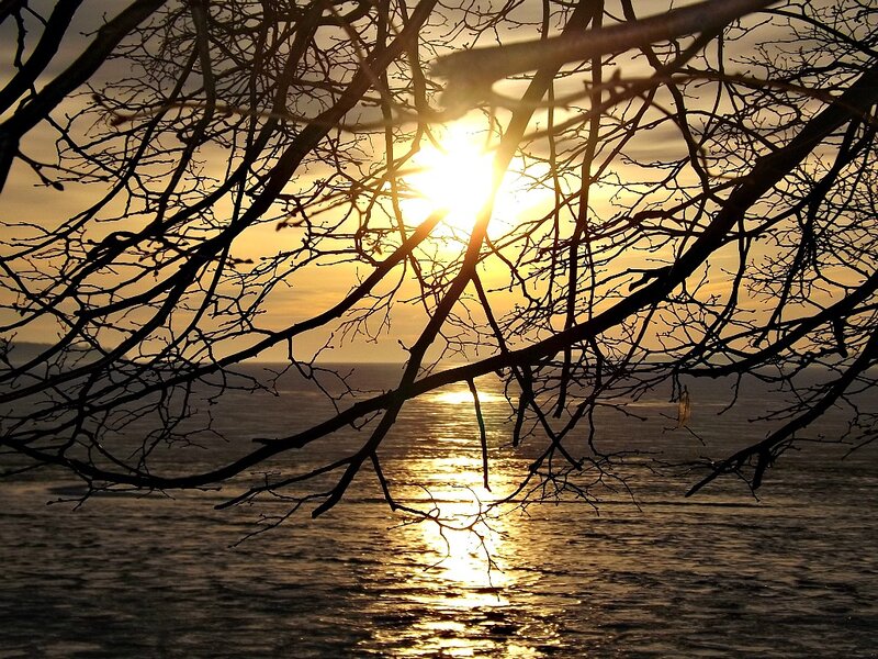 Sunset over Water — Gold, Serene, Photograph, Tree Branches