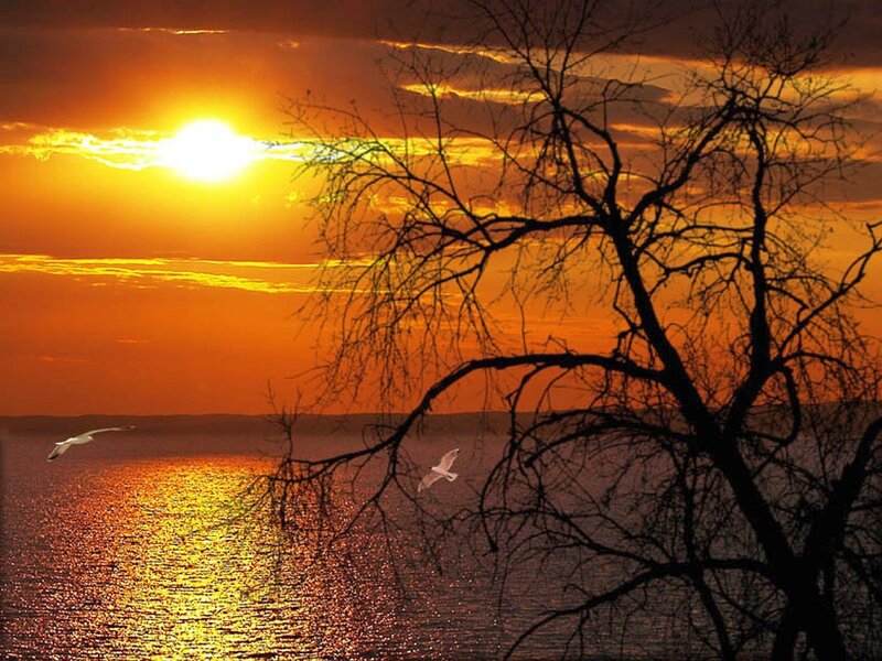 Sunset over Water — Orange, Dramatic, Photograph, Tree