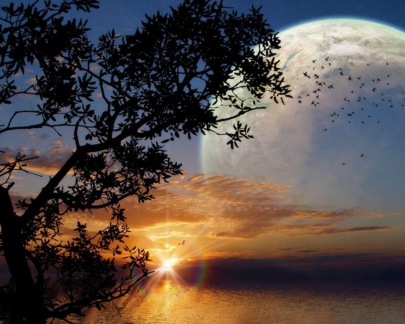 Sunset over Water — Orange, Serene, Digital Art, Tree, Birds