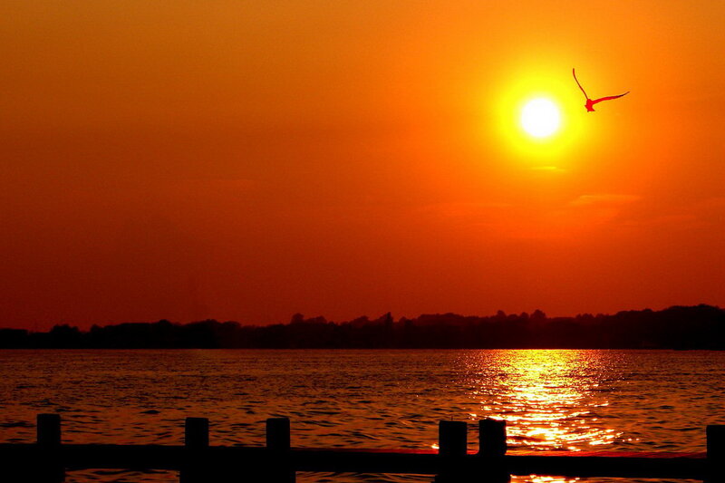 Sunset over Water — Orange, Serene, Photograph, Bird, Sun