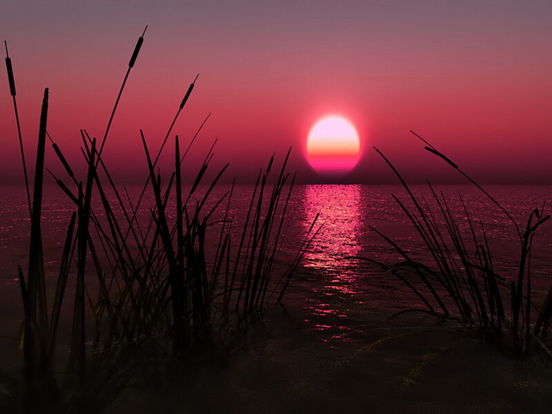 Sunset over Water — Pink, Serene, Digital Art, Reeds, Reflection