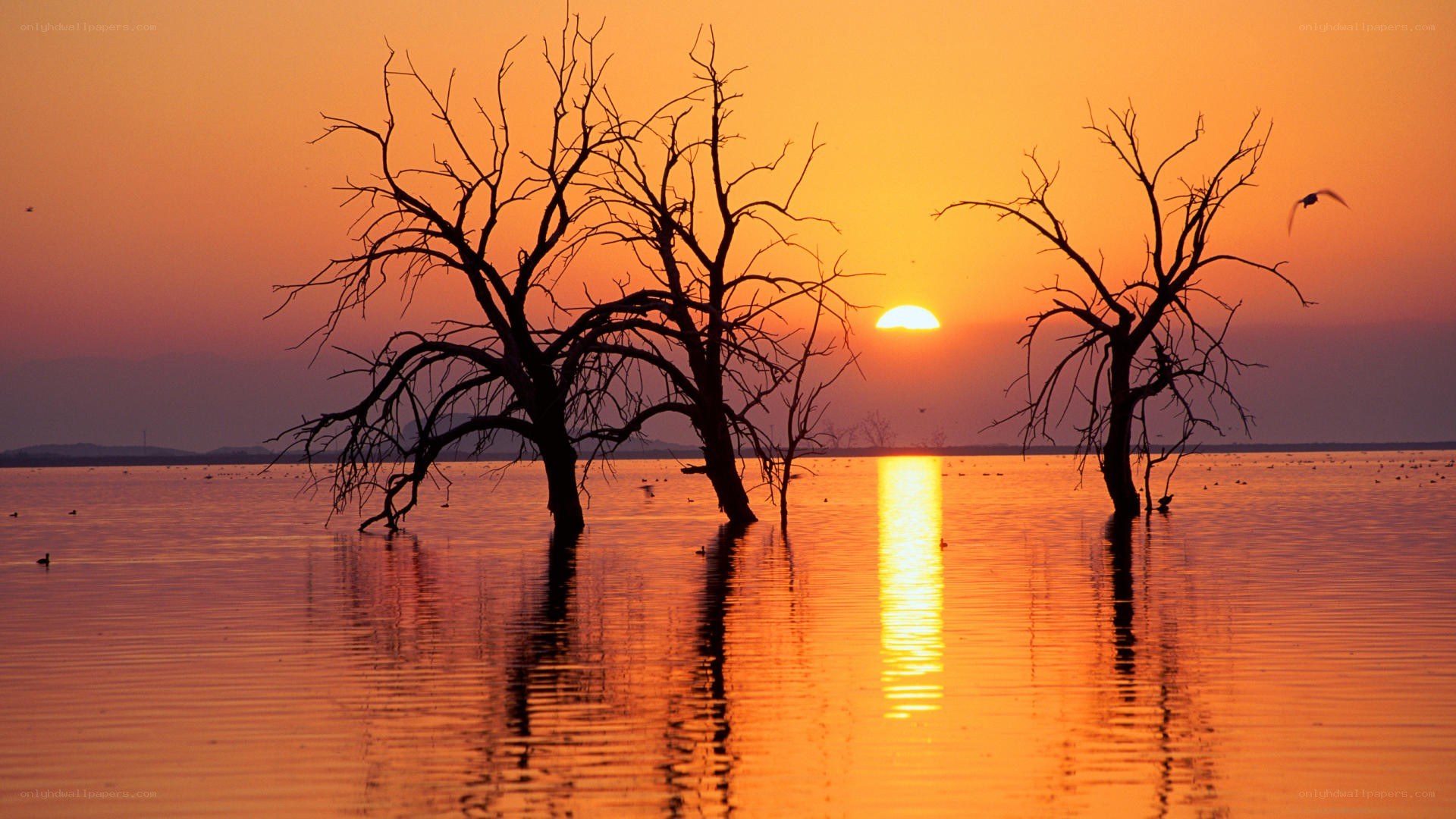 Sunset over water with dead trees