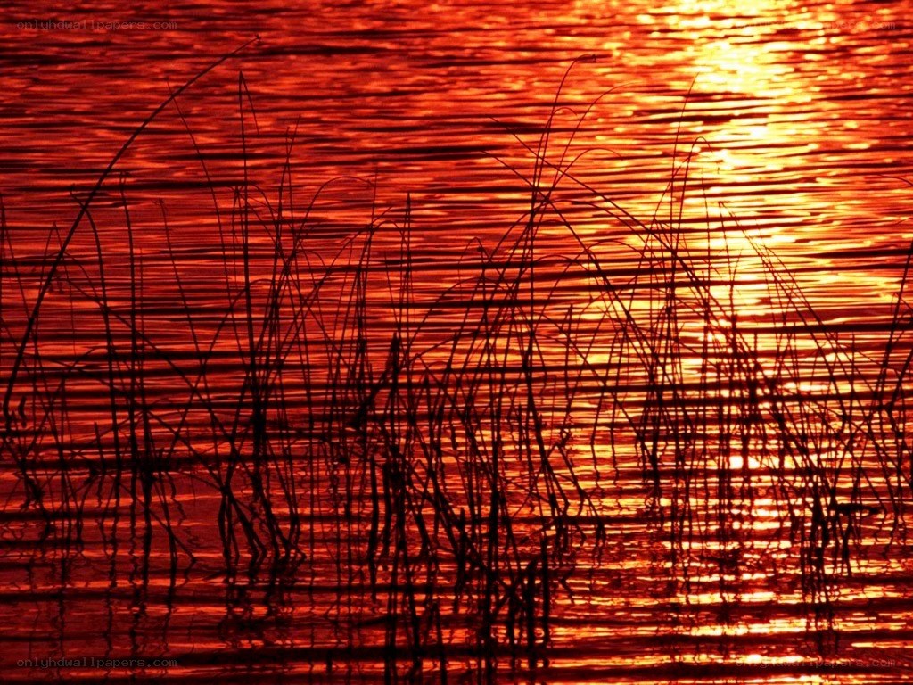 Sunset over water with reeds