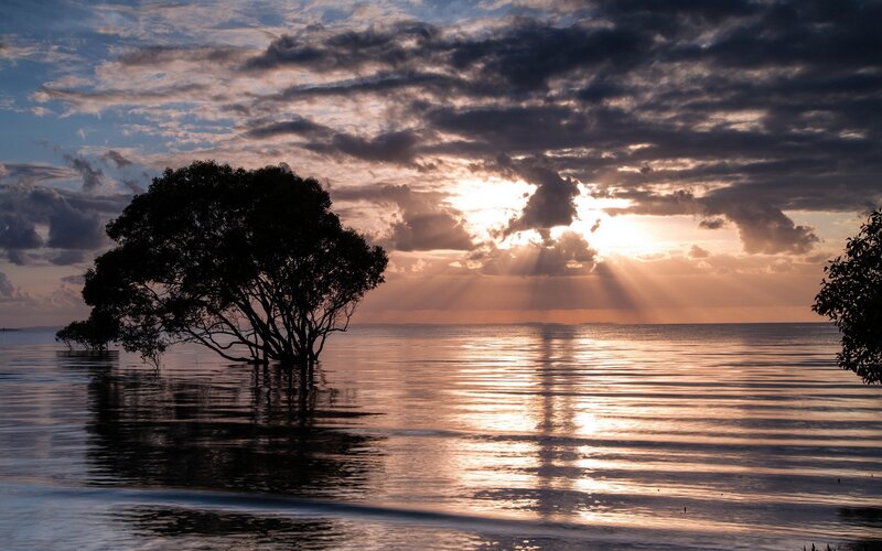 Sunset over water with tree
