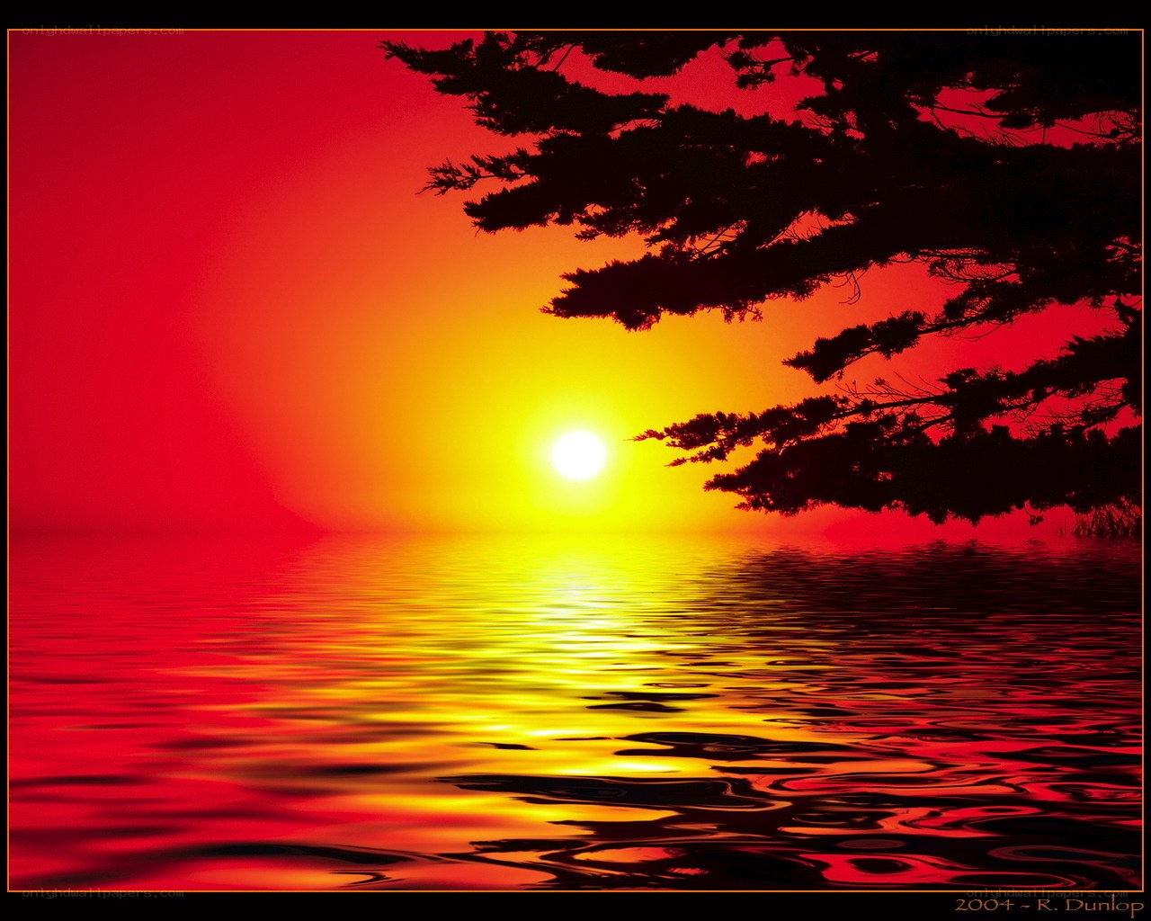 Sunset over water with tree silhouette