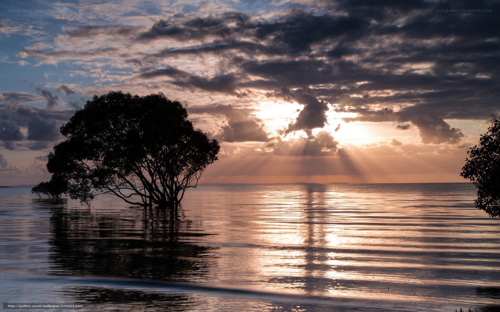 Sunset over water with tree