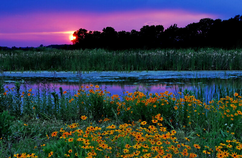 Sunset over Wetland — Purple