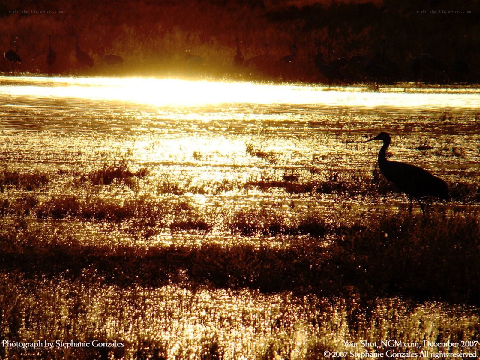 Sunset over wetlands with birds