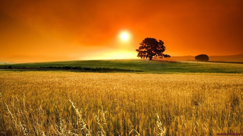 sunset over wheat field
