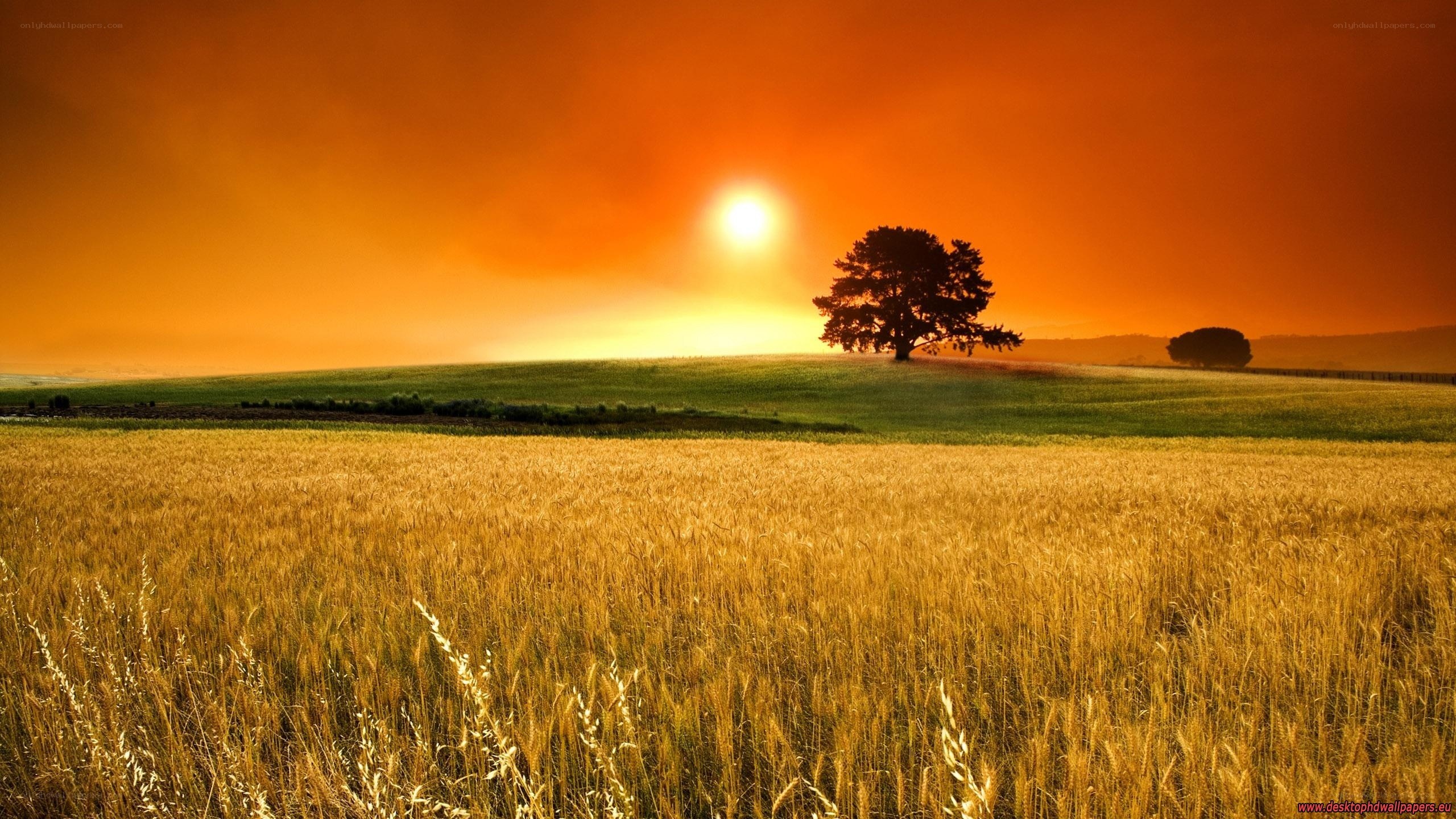 sunset over wheat field