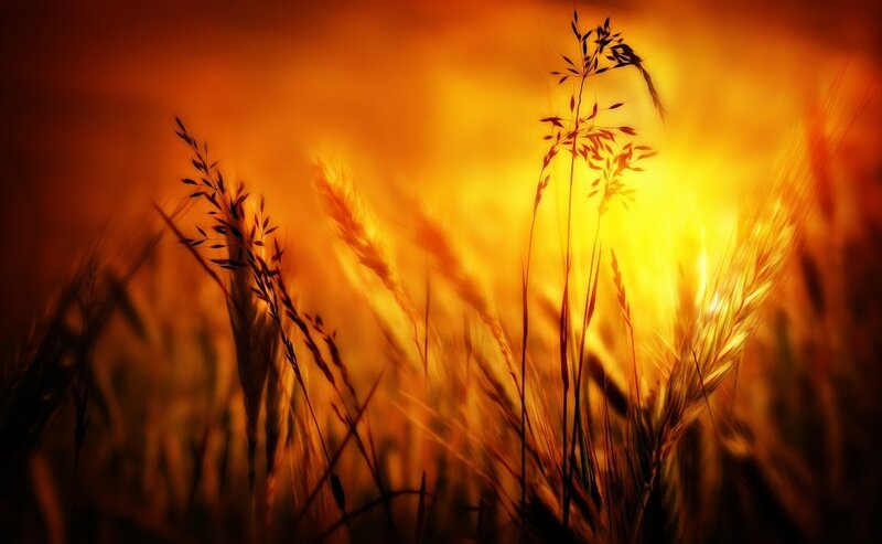 Sunset over wheat field