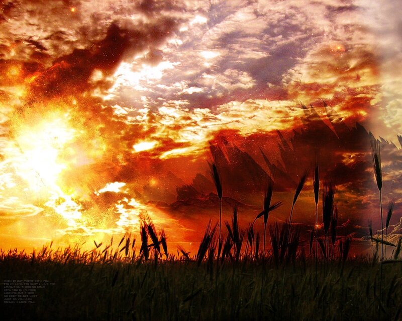 sunset over wheat field