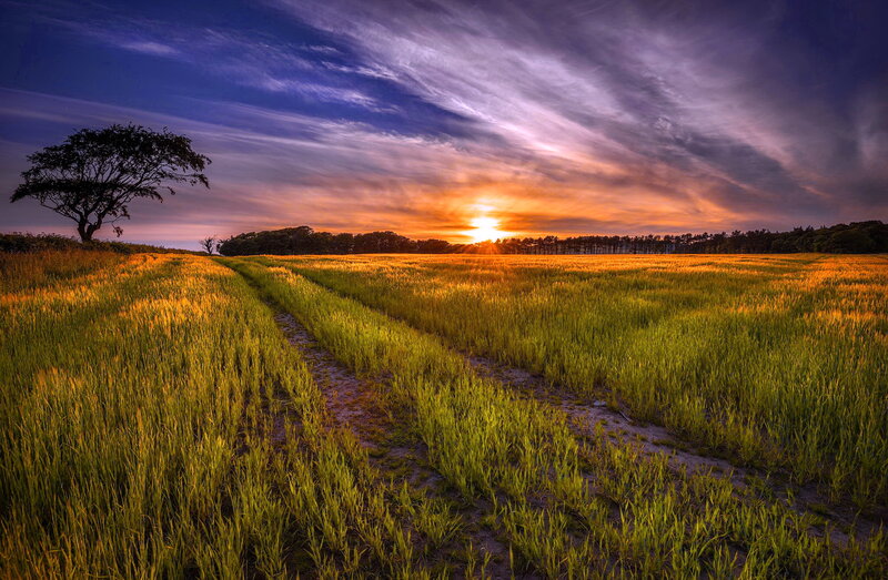 Sunset over Wheat Field — Orange, Dramatic