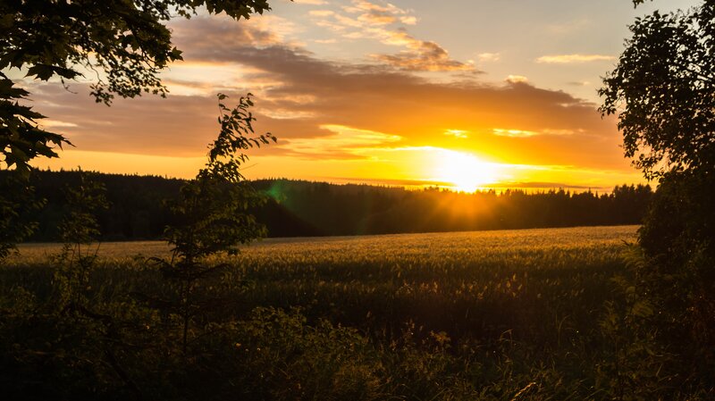 Sunset over Wheat Field — Orange, Serene