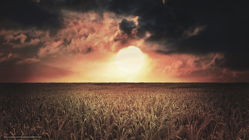 Sunset over Wheat Field