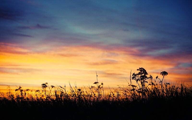 sunset over wild grass