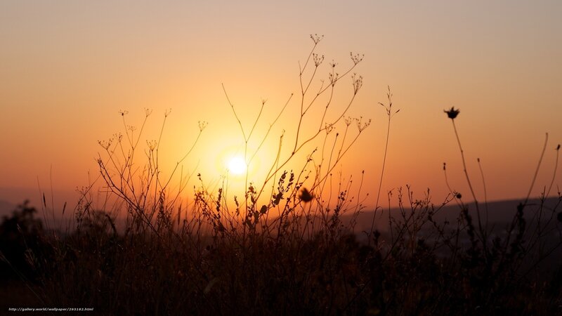 Sunset over wild grass