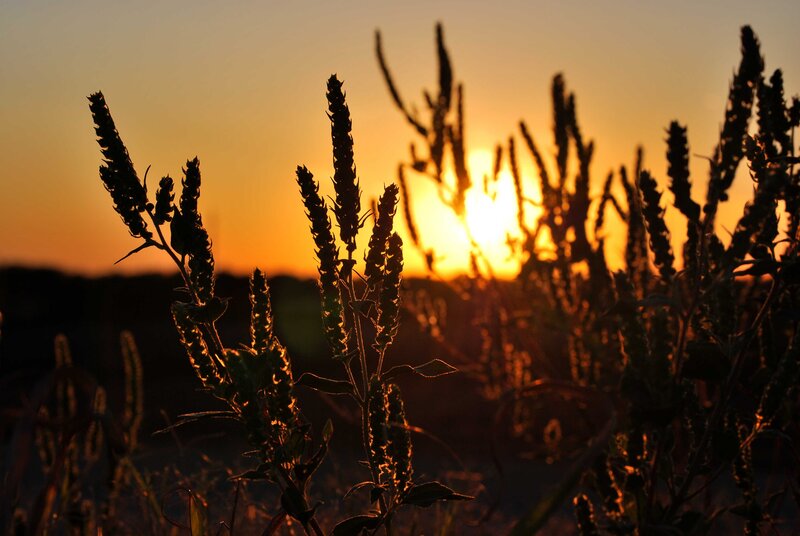 Sunset over wild plants