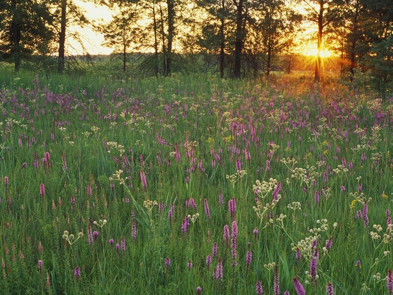 Sunset over wildflower field