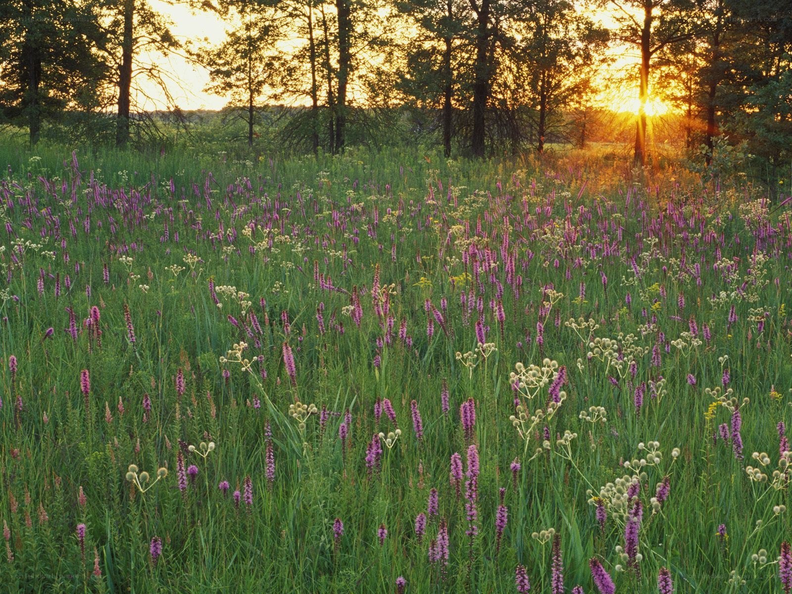 Sunset over wildflower field