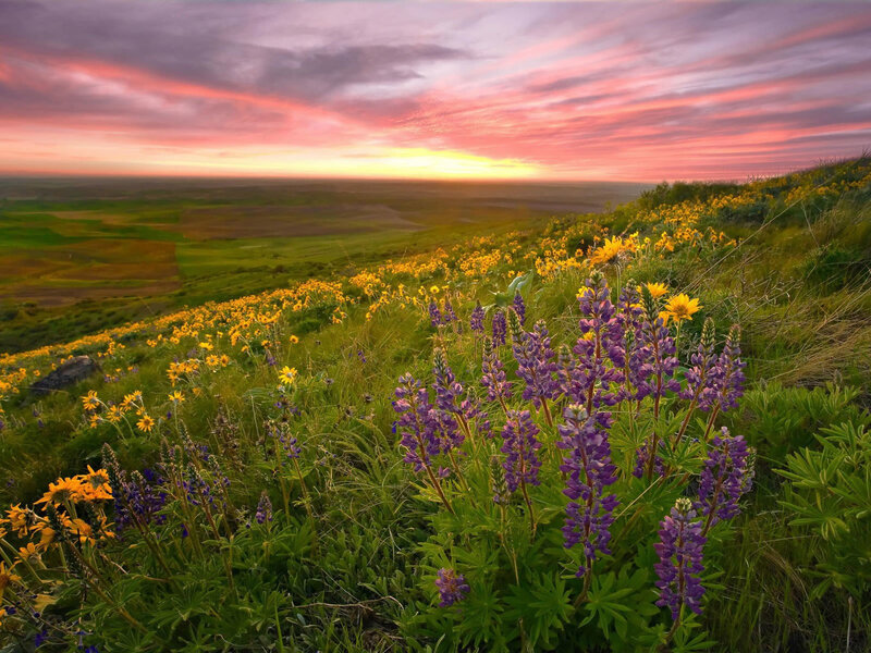 Sunset over wildflower field
