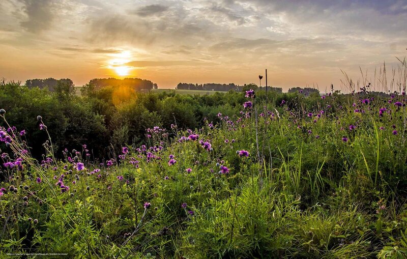 Sunset over wildflower field