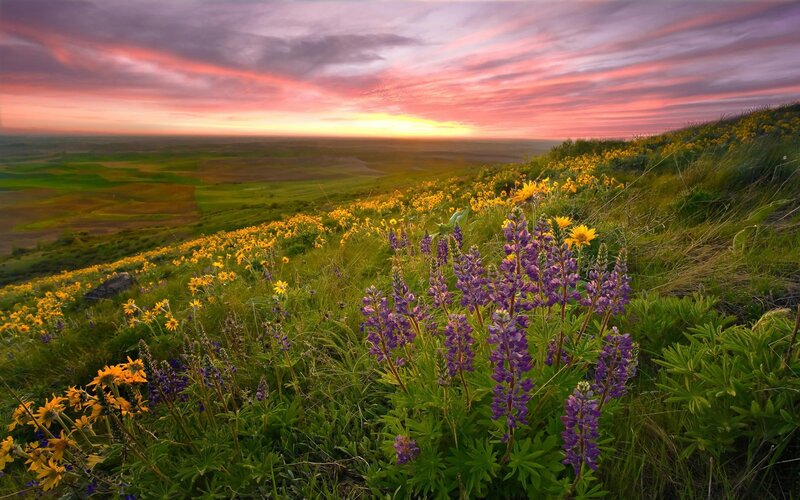 Sunset over wildflower hill