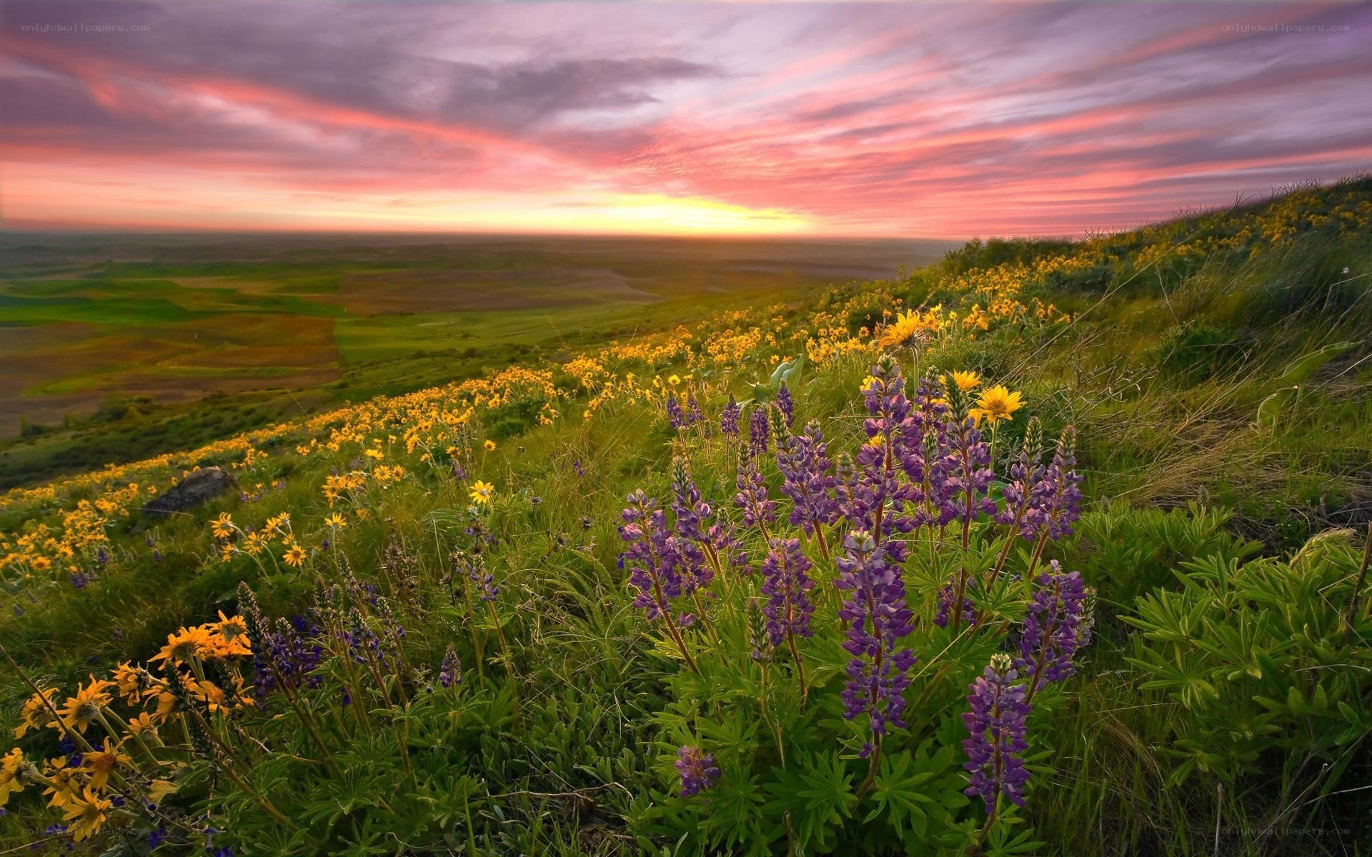 Sunset over wildflower hills