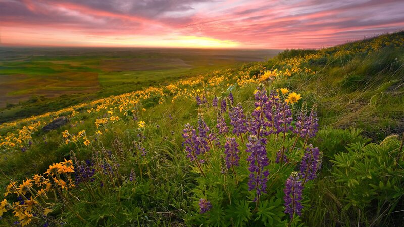 Sunset over wildflower hills