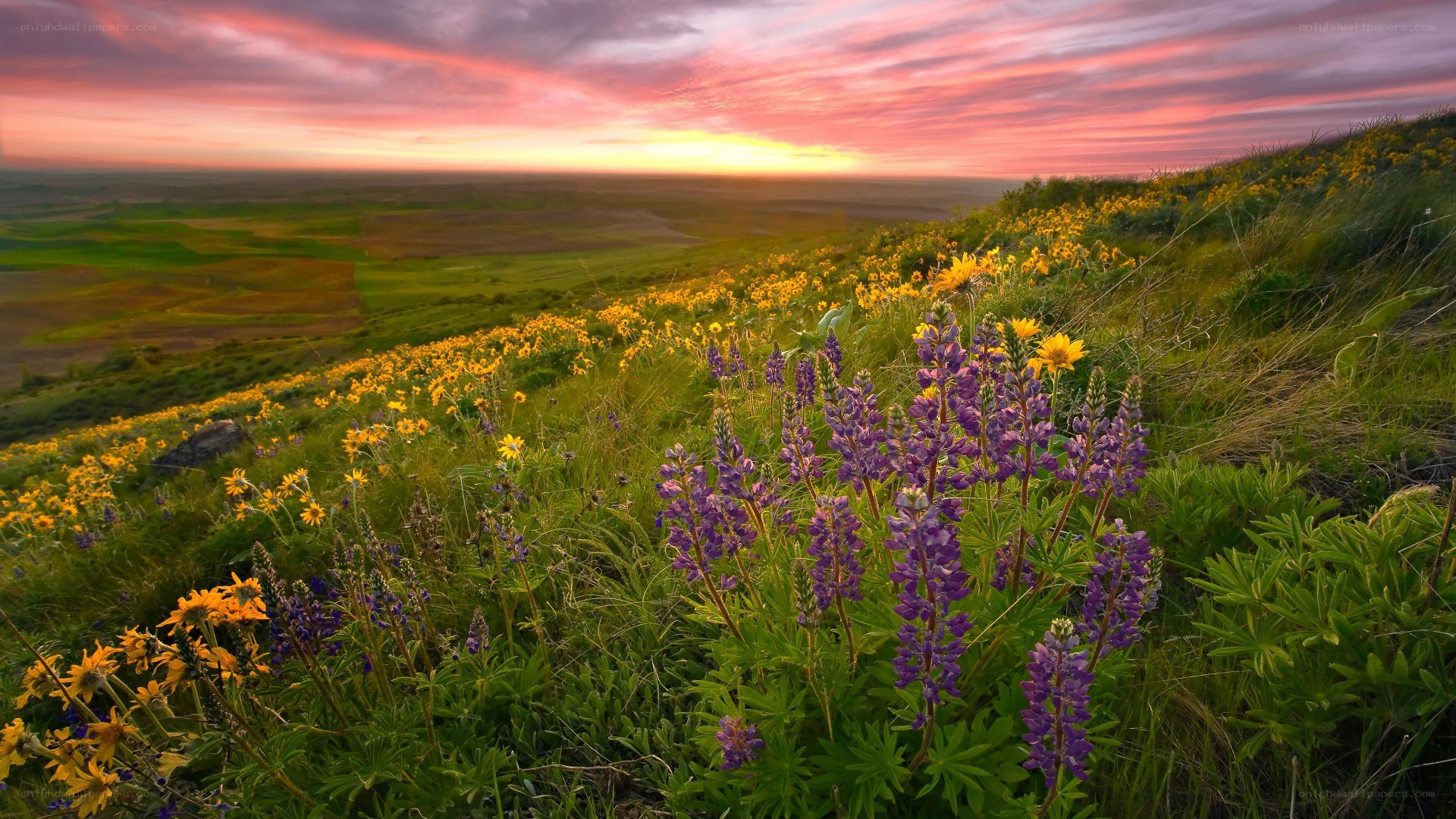 Sunset over wildflower hills