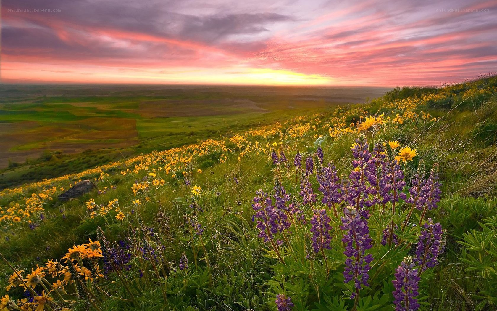 Sunset over wildflower hills