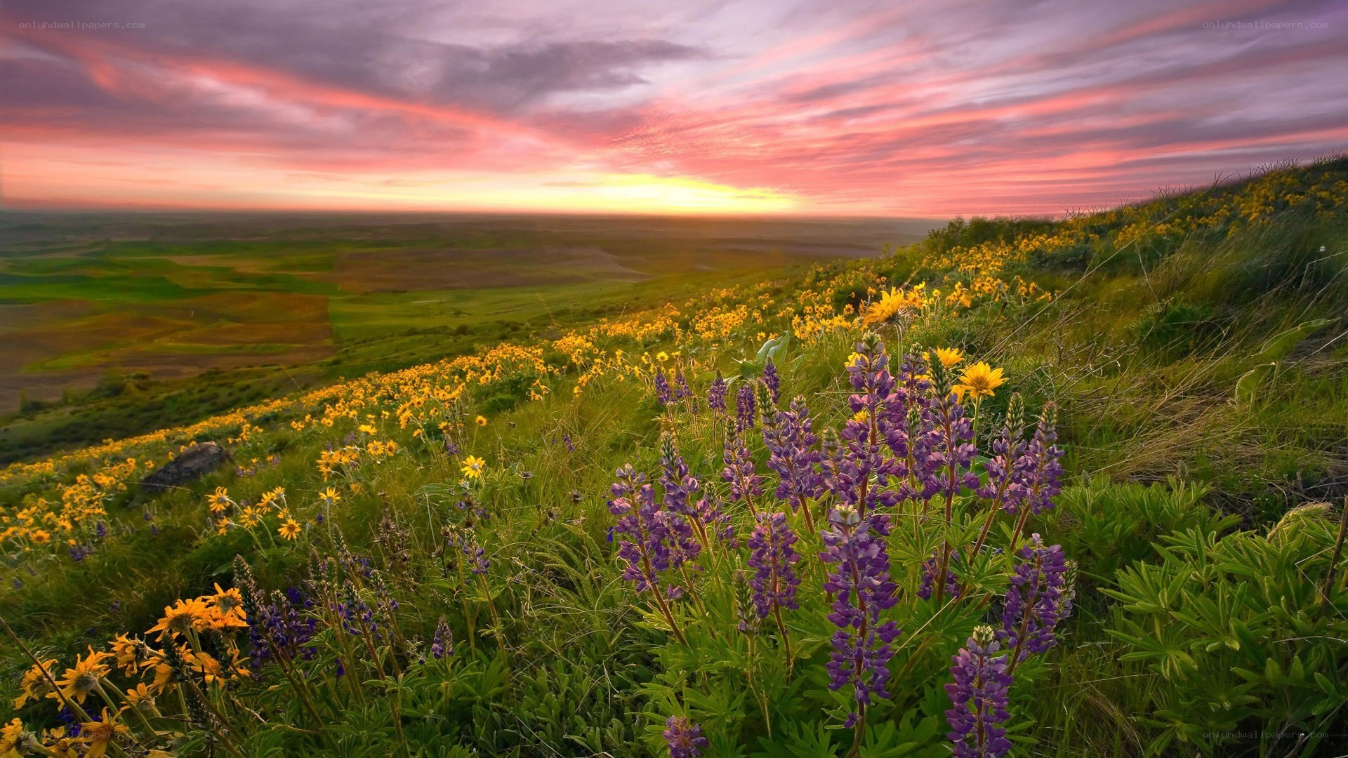 Sunset over wildflower hills