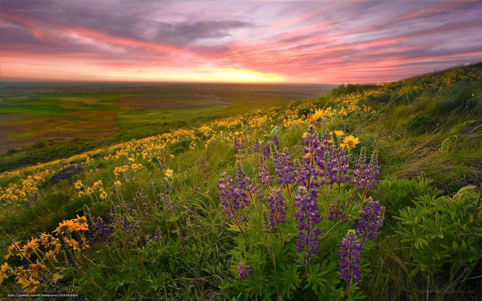 Sunset over wildflower hills