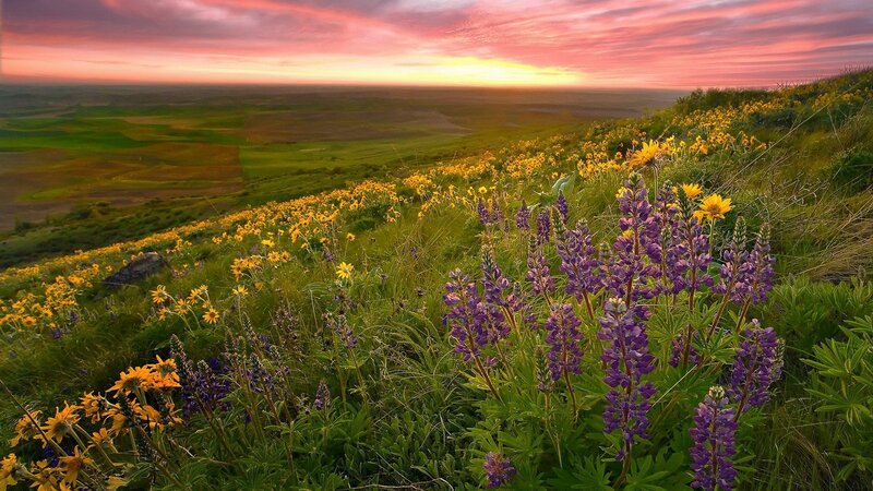 Sunset over wildflower meadow