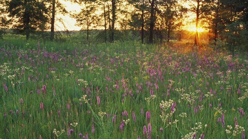 Sunset over wildflower meadow