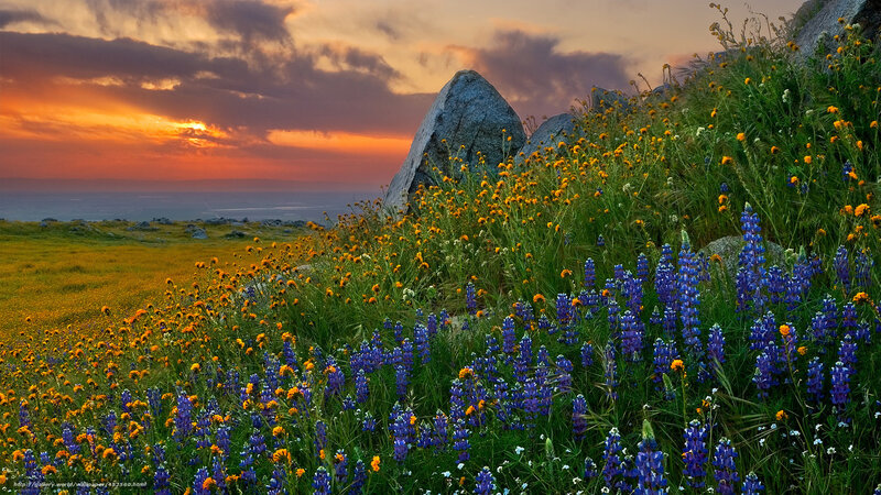 Sunset over wildflower meadow