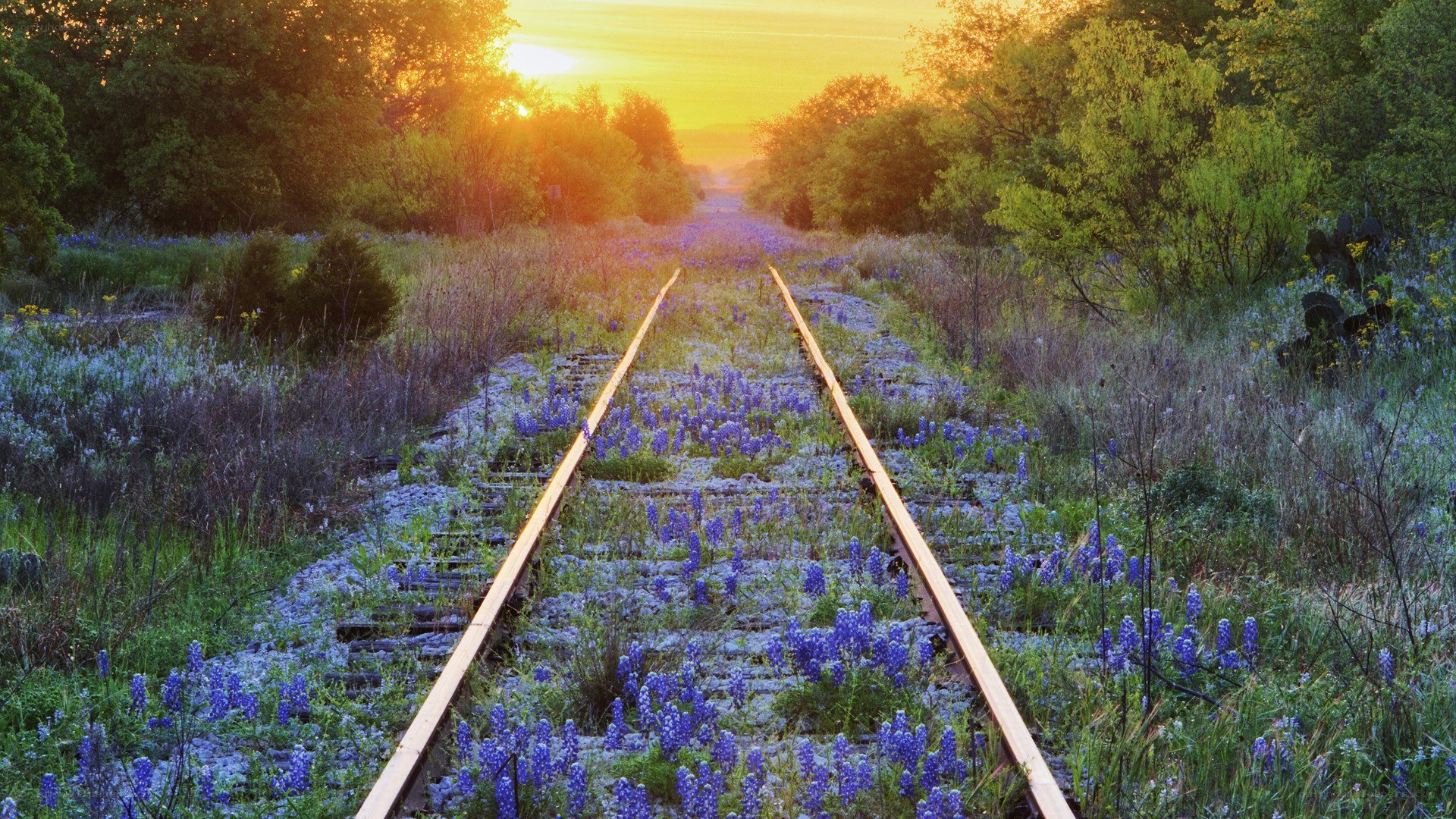 Sunset over wildflower tracks