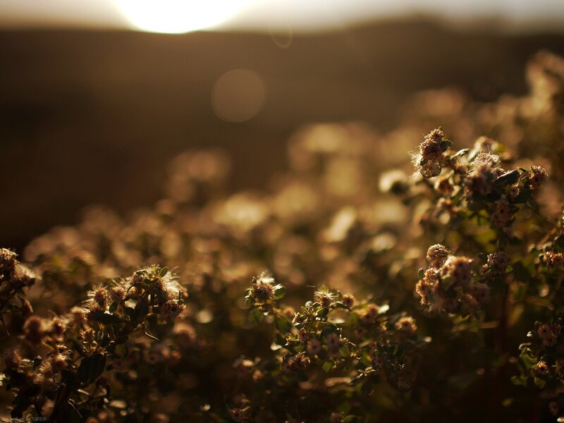 Sunset over wildflowers
