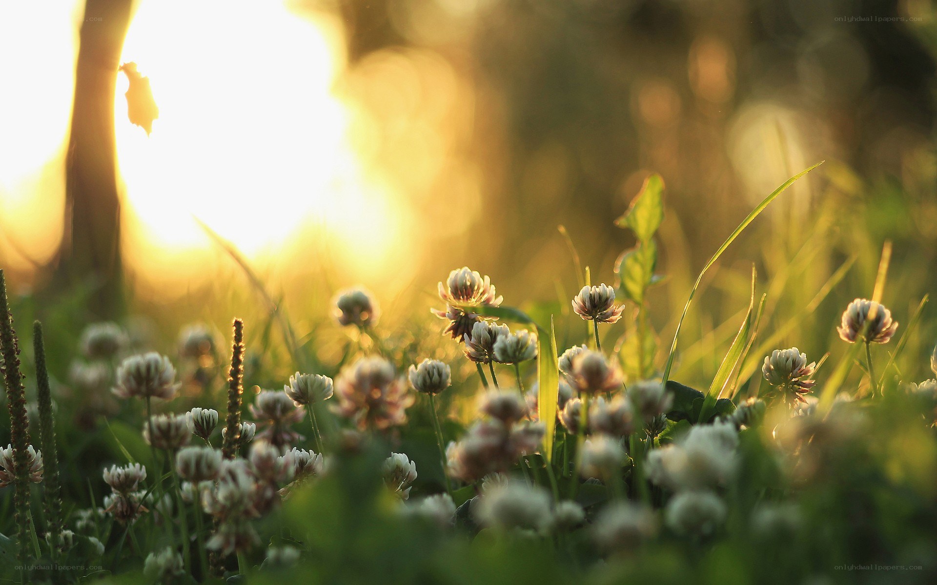 Sunset over wildflowers