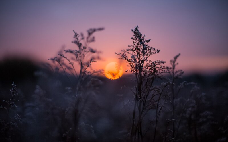 Sunset over wildflowers
