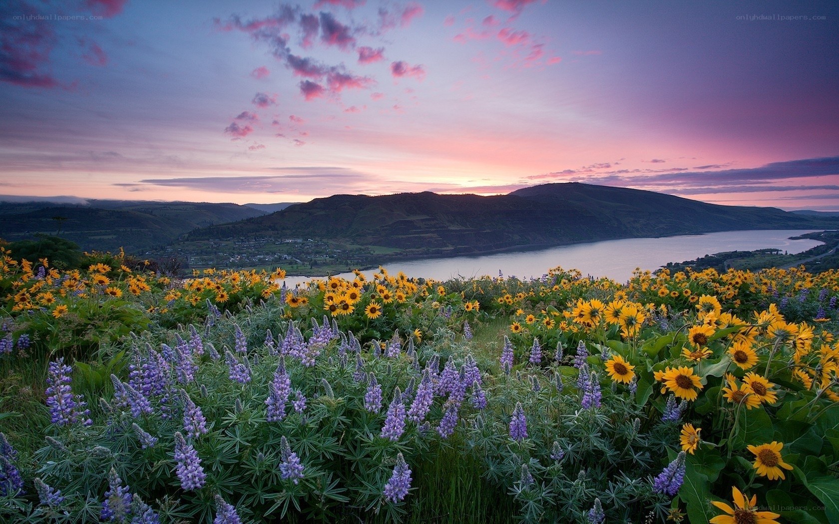 Sunset over wildflowers and lake