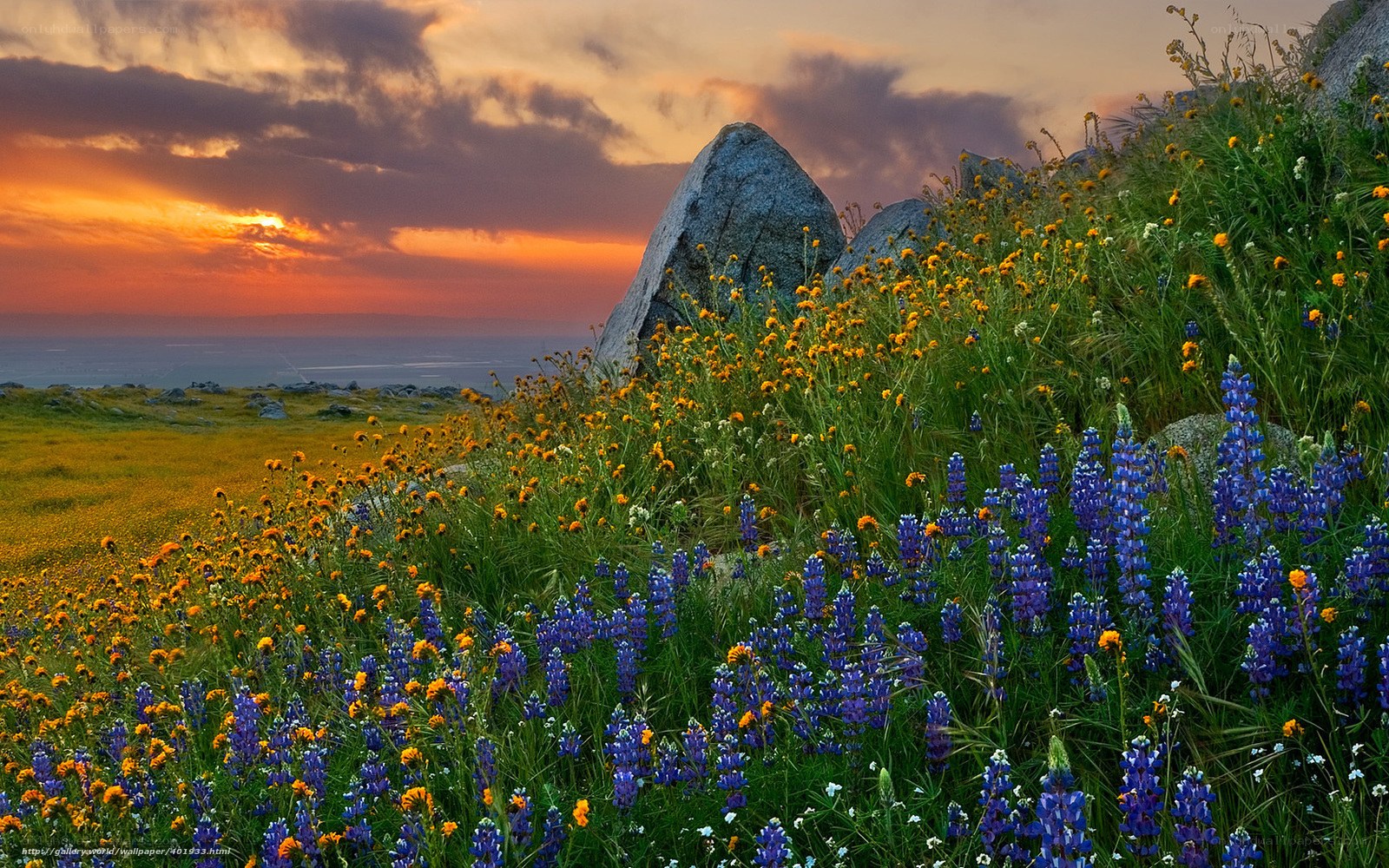 Sunset over wildflowers and rocks