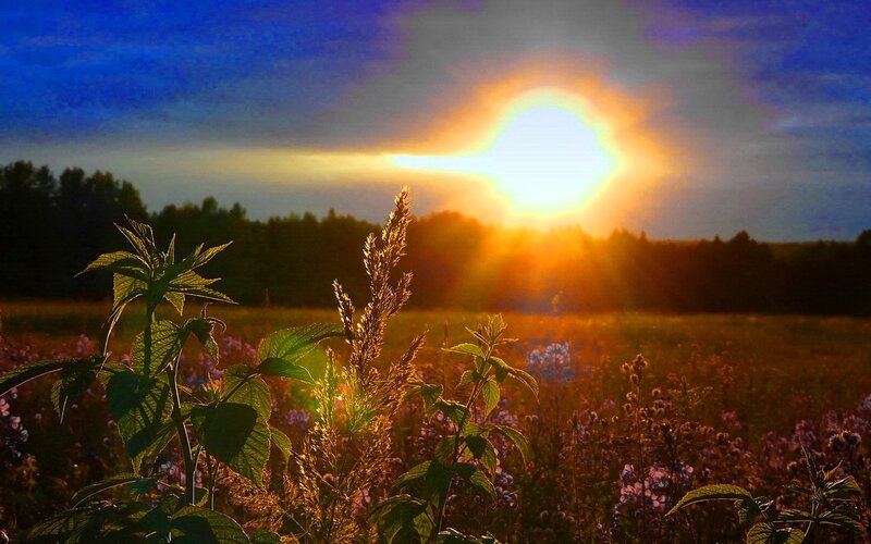 Sunset over Wildflowers — Blue