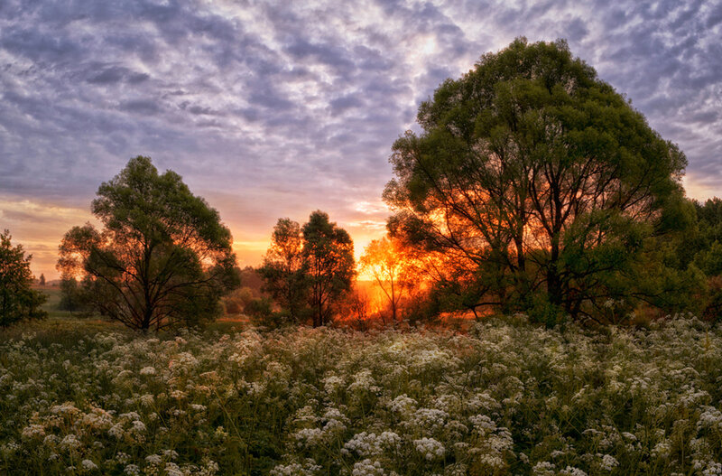 Sunset over Wildflowers — Orange