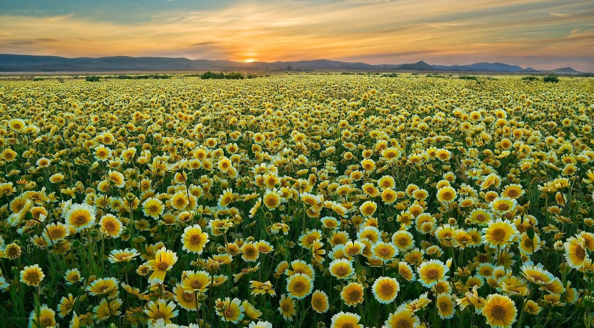 Sunset over yellow flower field