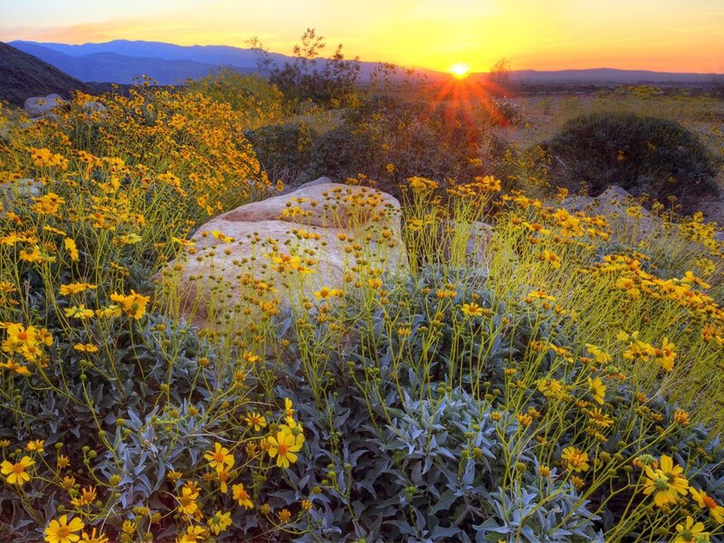 Sunset over yellow flowers