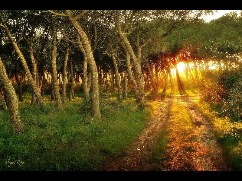 Sunset path through forest