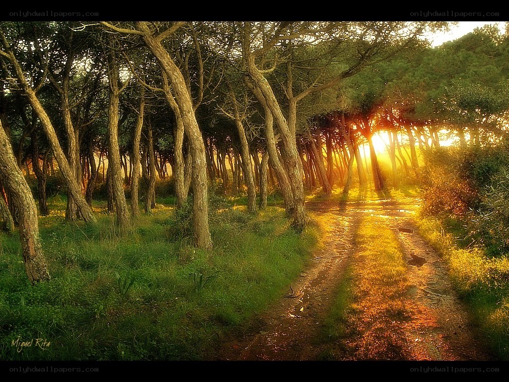 Sunset path through forest