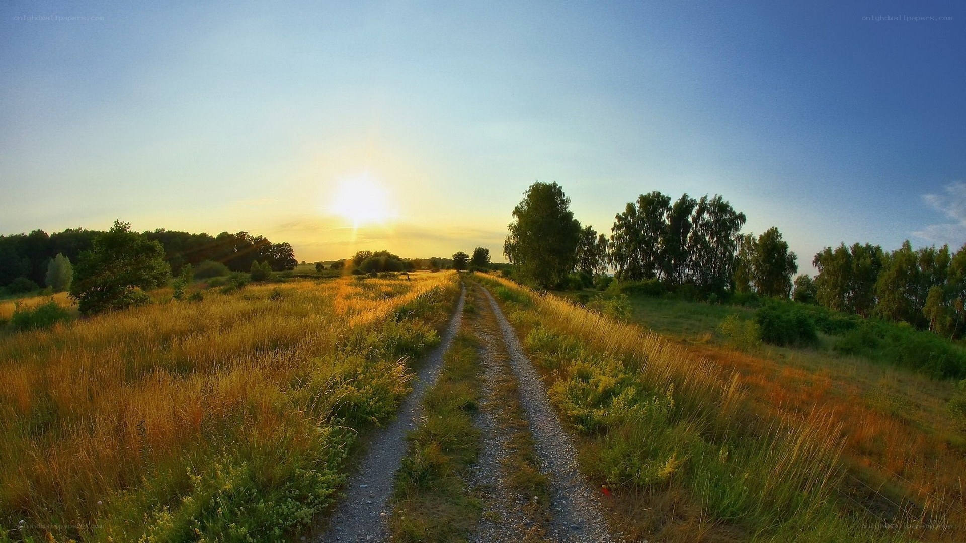 Sunset path through golden fields